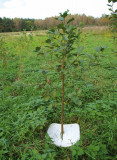  - PlantaGard Eco mulčovací disku Cena za kus .