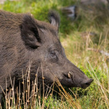  - Klappkarte mit Tierlaut, Motiv Wildsau. Motiv Reh.